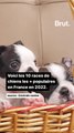 Voici les 10 races de chiens les plus populaires en France en 2022.