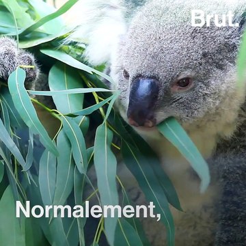 Australie : un koala assoiffé sauvé par des cyclistes