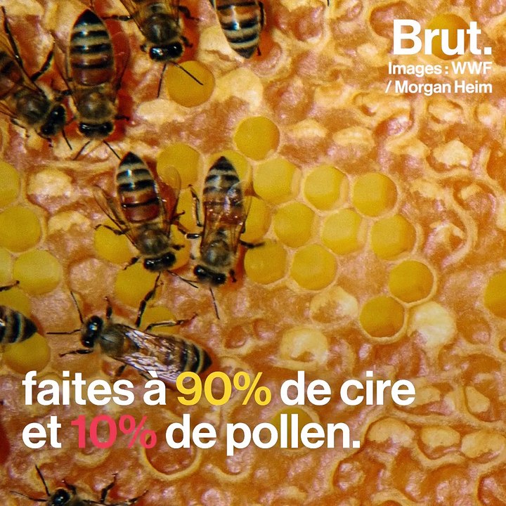 Comment les abeilles construisent-elles une ruche ?