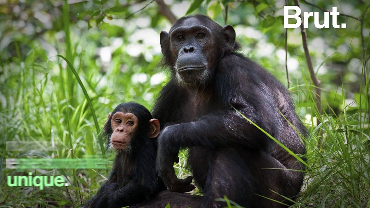 Jane Goodall raconte son histoire sur BrutX