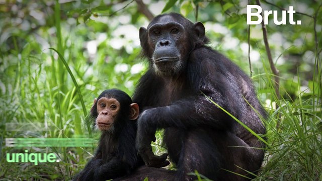 Jane Goodall raconte son histoire sur BrutX