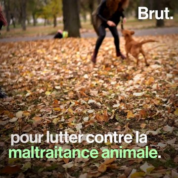 Bientôt un permis pour détenir un animal de compagnie ?
