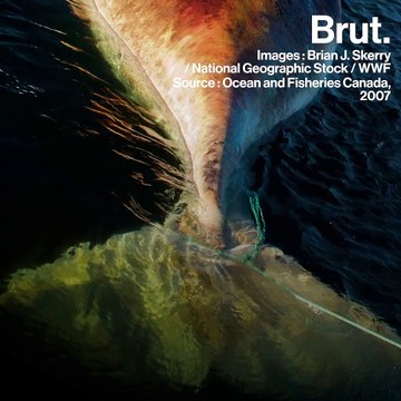 Un heureux événement pour les baleines de Biscaye