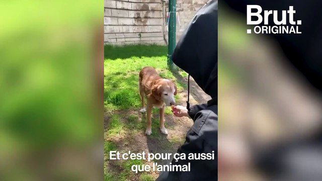 Chats, chiens : meilleurs alliés face au confinement