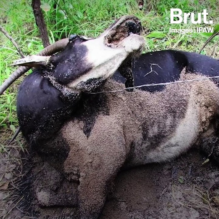 Au Malawi, des ONG combattent le braconnage dans le parc national de Kasungu