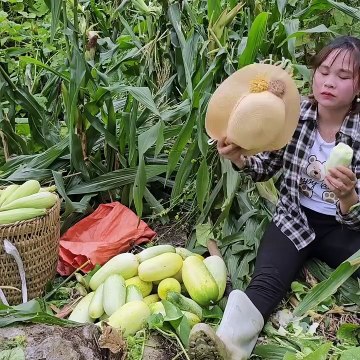 Harvesting maize and mountain melons. For market sale, boil corn to make fast meals.