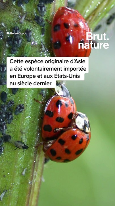 Invasion de coccinelles asiatiques, que faire ?