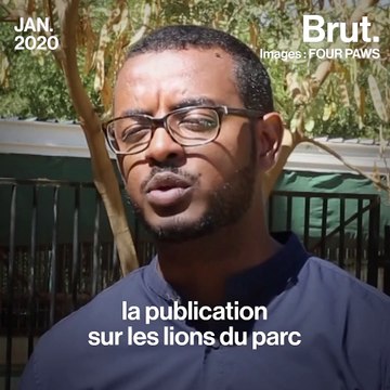 Ces photos de lions en captivité ont déclenché une vague de mobilisation