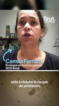 Des milliers de bébés tortues menacées filmées en Amazonie