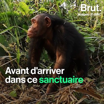 Des chimpanzés sauvés en République Démocratique du Congo