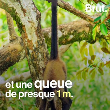 Comment les singes-araignées utilisent leur queue