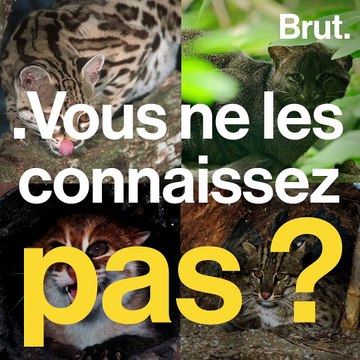 De nombreux petits félins sont menacés