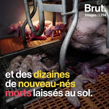 Les dernières images chocs de L214 dans un élevage breton