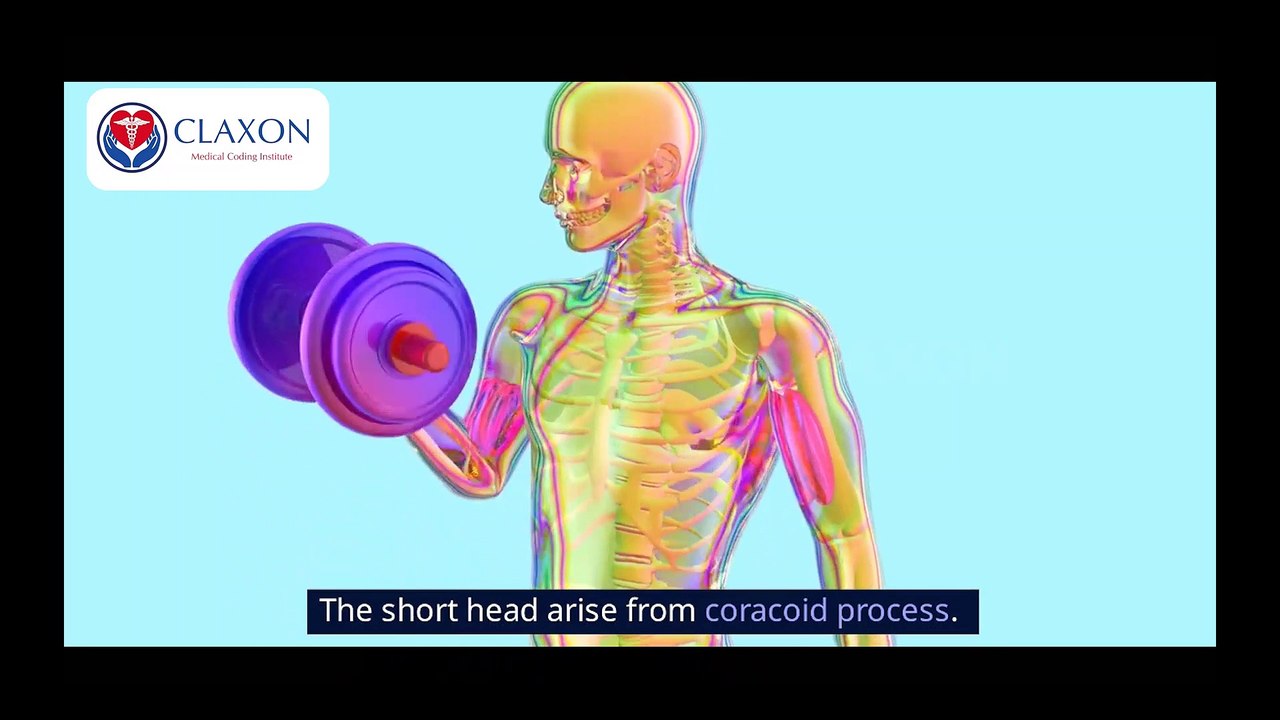 💪 The Muscular System Explained! | How Your Muscles Work & Stay Strong 🚀