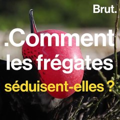 Comment les frégates séduisent-elles ?