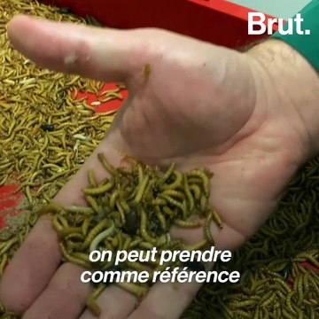 Ynsect veut nourrir les animaux avec des insectes