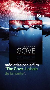 Au Japon, une baleine coincée depuis plus de 12 jours dans des filets de pêche