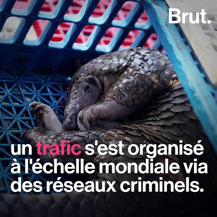 Le pangolin, menacé par un trafic international