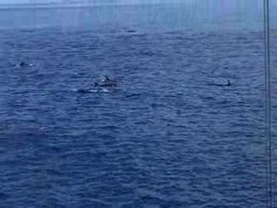 Dauphins Galapagos