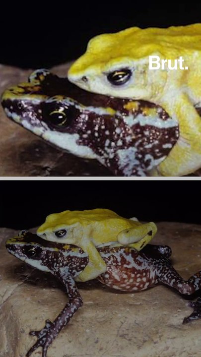 31 nouvelles espèces éteintes et de nombreuses autres menacées