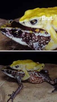 31 nouvelles espèces éteintes et de nombreuses autres menacées