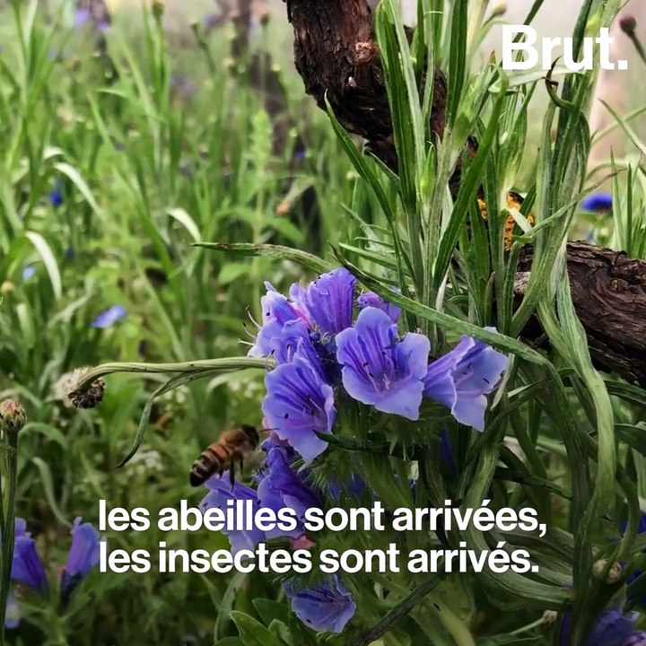 Le projet BiodiversiTerre remet la nature au coeur de la ville