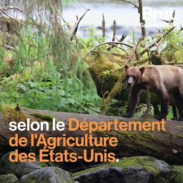 Donald Trump veut faire exploiter une forêt millénaire