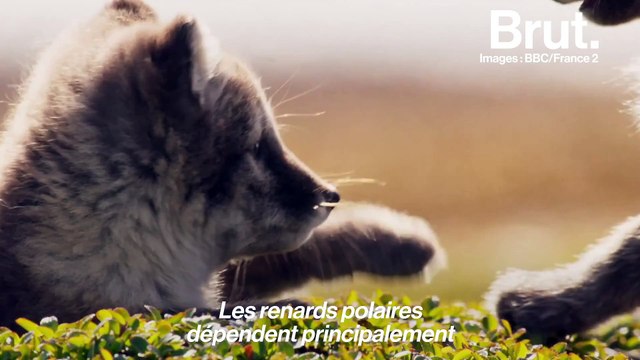 Le réchauffement climatique menace la chasse des renards polaires