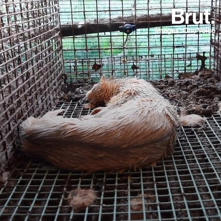 Les fermes à fourrure, toujours autorisées en France