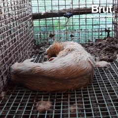 Les fermes à fourrure, toujours autorisées en France