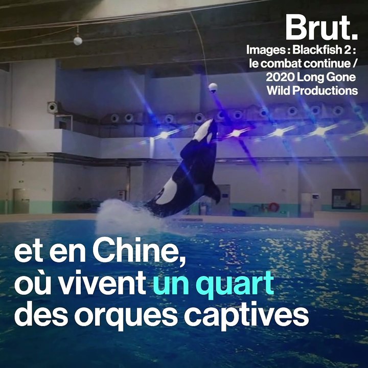Les orques en captivité, une industrie encore tenace