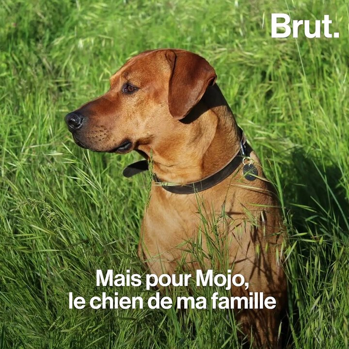 Tomojo, des croquettes pour chiens et chats à base de protéines d’insectes