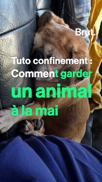 Tuto confinement : comment garder un animal à la maison