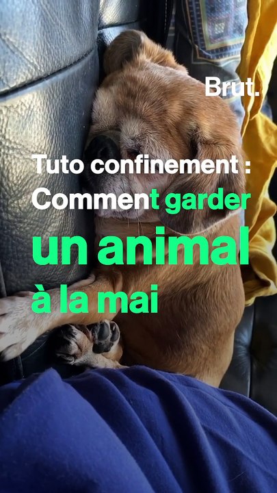 Tuto confinement :  comment garder un animal à la maison