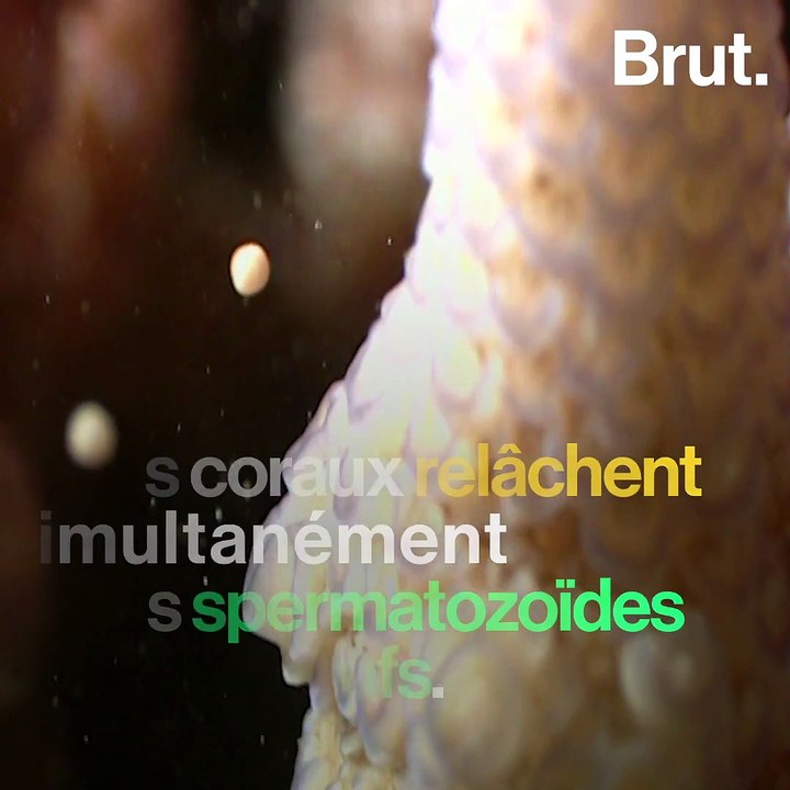 La Grande Barrière de corail a connu une année prolifique de reproduction