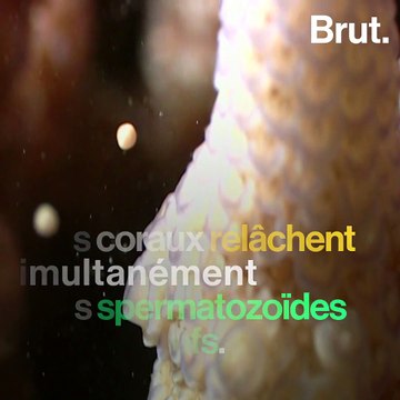 La Grande Barrière de corail a connu une année prolifique de reproduction