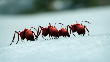 Minuscule Mandibles 🎬✨❤️ ⏰