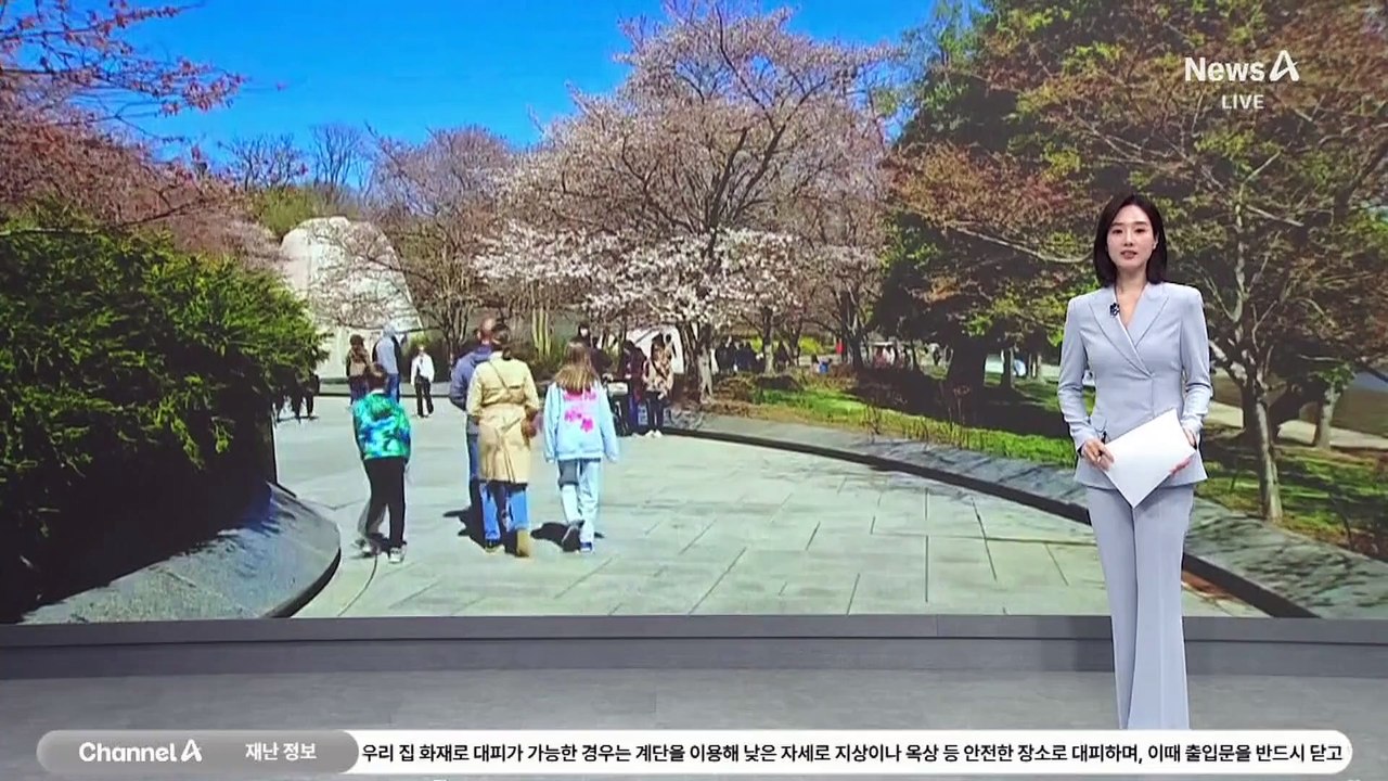 [세계를 가다]워싱턴 ‘100년 벚나무’ 물에 잠겼다