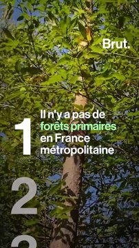 4 choses à savoir sur les forêts