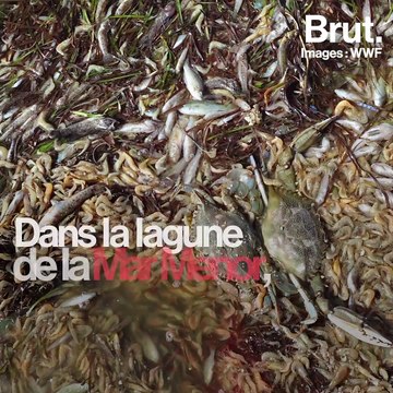 Espagne : des milliers de poissons asphyxiés