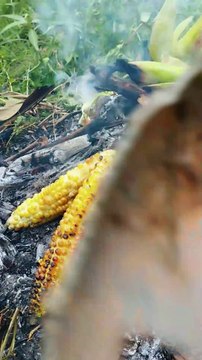 From Plowing to Planting: Growing Corn Step by Step - Part 17 l Tasting fresh baby corn