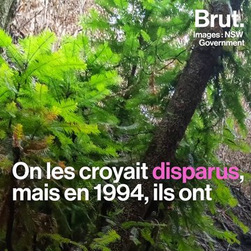 Australie : une mission secrète pour sauver des arbres préhistoriques