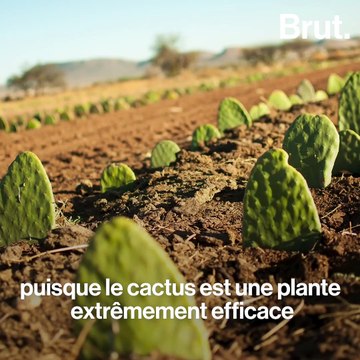 Ils fabriquent du cuir à partir de cactus