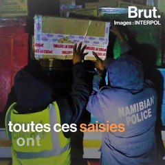Des milliers d'animaux sauvages sauvés lors d'une opération d'envergure
