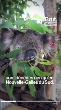 En Australie, la nouvelle saison des incendies menace les koalas