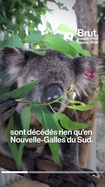 En Australie, la nouvelle saison des incendies menace les koalas