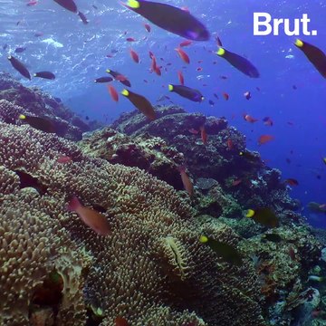 Rapport du GIEC : les océans en danger