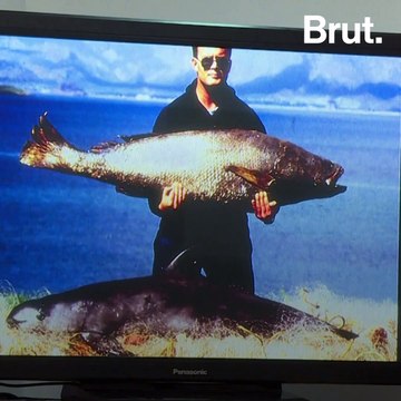 Ce qui se cache derrière le déclin du marsouin du Pacifique