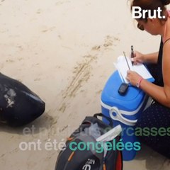 Des dauphins mystérieusement échoués au Cap Vert