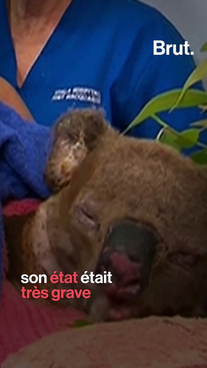 Le koala Lewis est mort quelques semaines après son sauvetage
